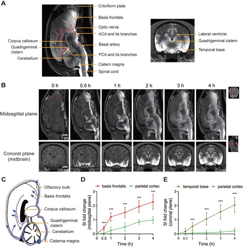 Theranostics Image