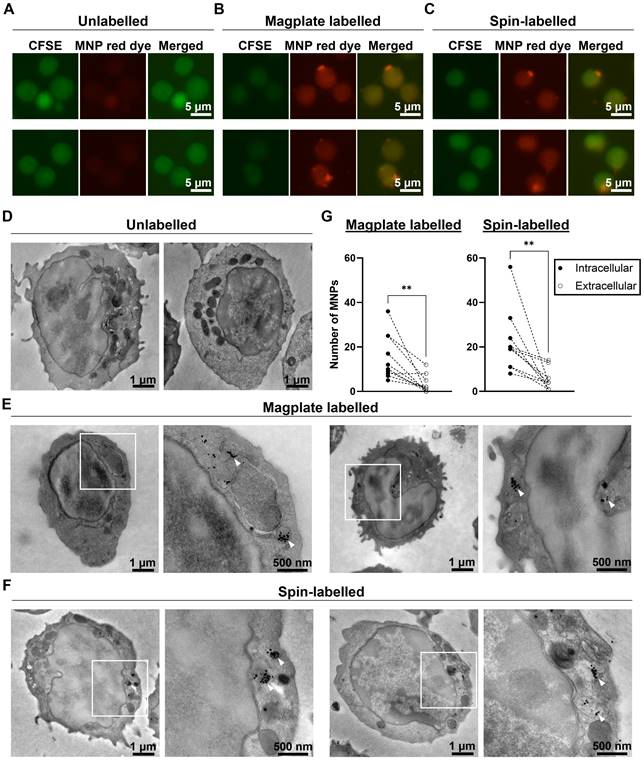 Theranostics Image