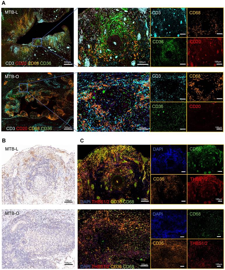 Theranostics Image