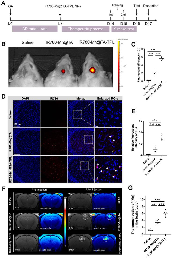 Theranostics Image