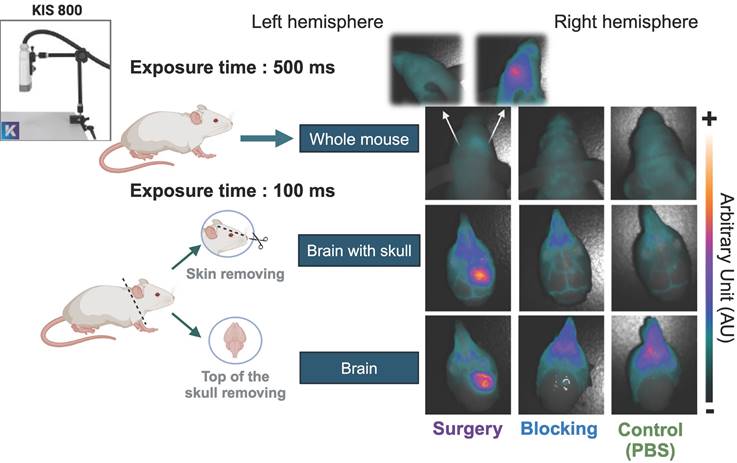 Theranostics Image