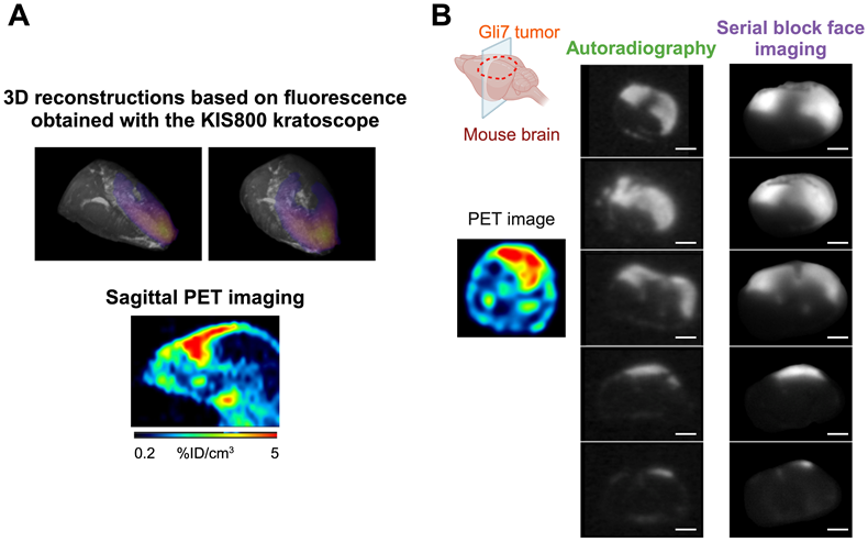 Theranostics Image