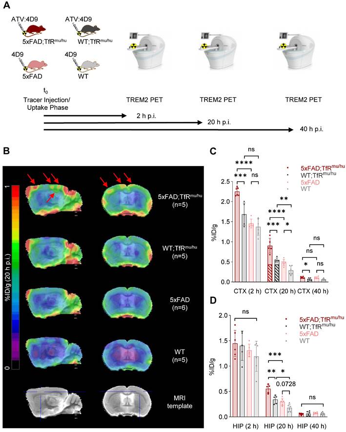 Theranostics Image