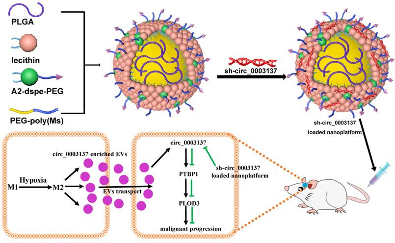 Theranostics Image