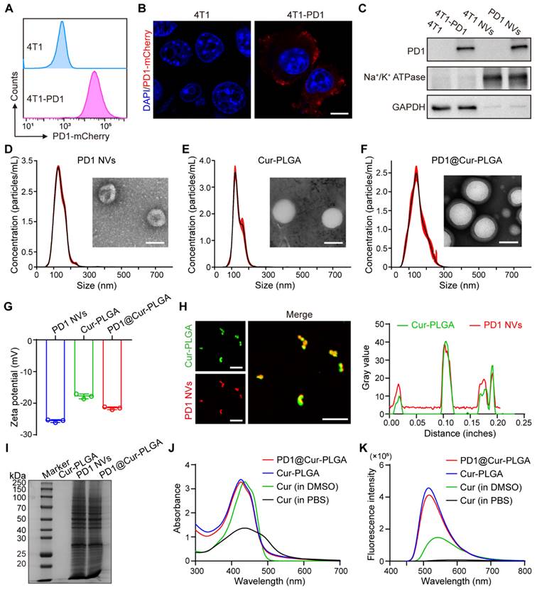 Theranostics Image