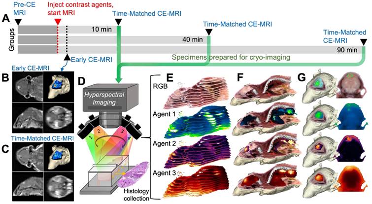 Theranostics Image