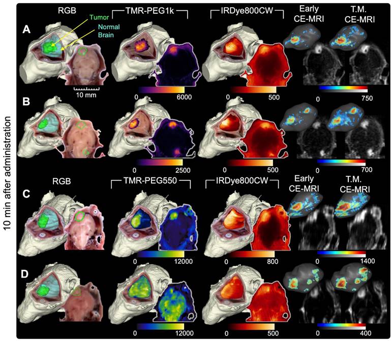 Theranostics Image