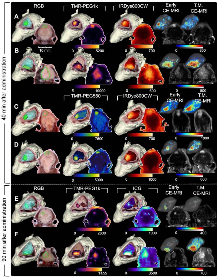 Theranostics Image