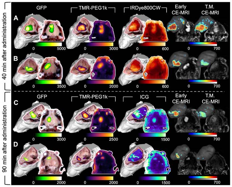 Theranostics Image