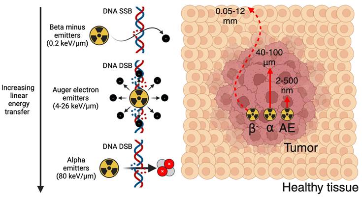 Theranostics Image