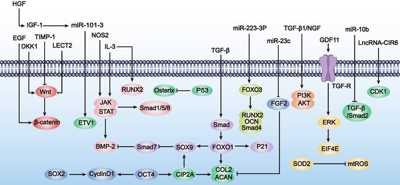 Theranostics Image