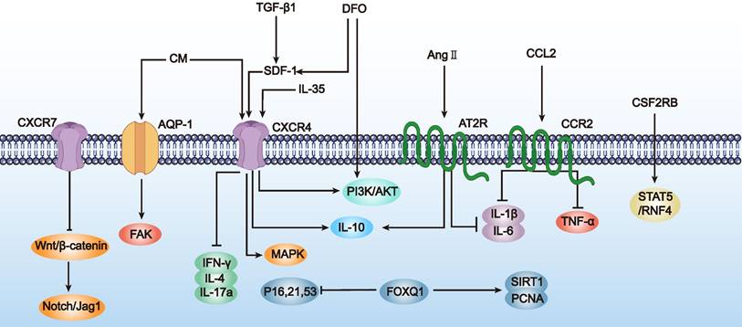 Theranostics Image