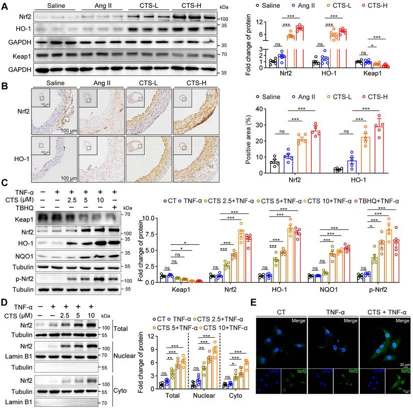 Targeting the smooth muscle cell Keap1-Nrf2-GSDMD-pyroptosis axis by ...