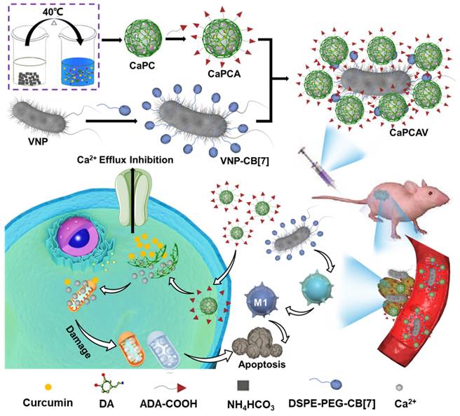 Theranostics Image