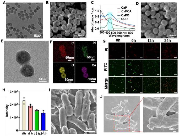 Theranostics Image