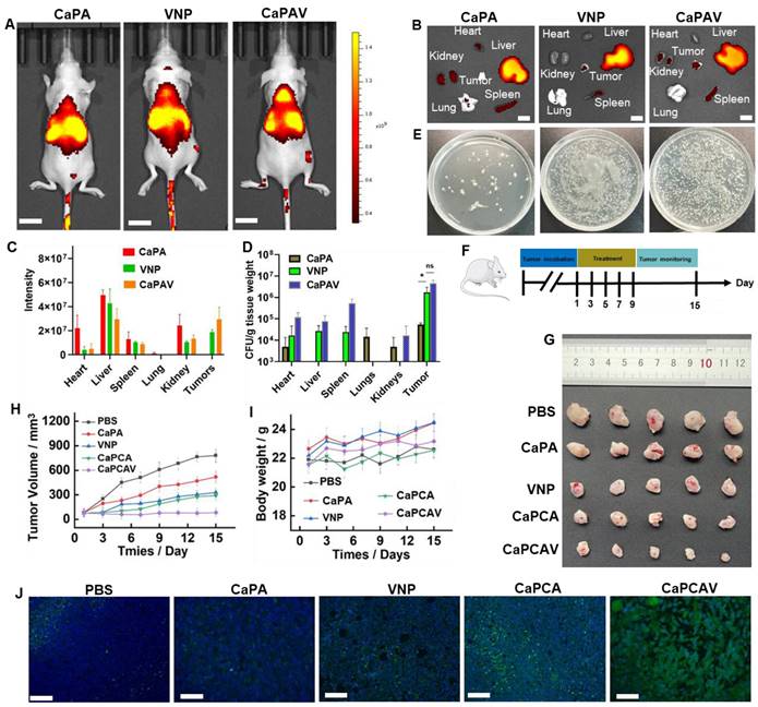 Theranostics Image