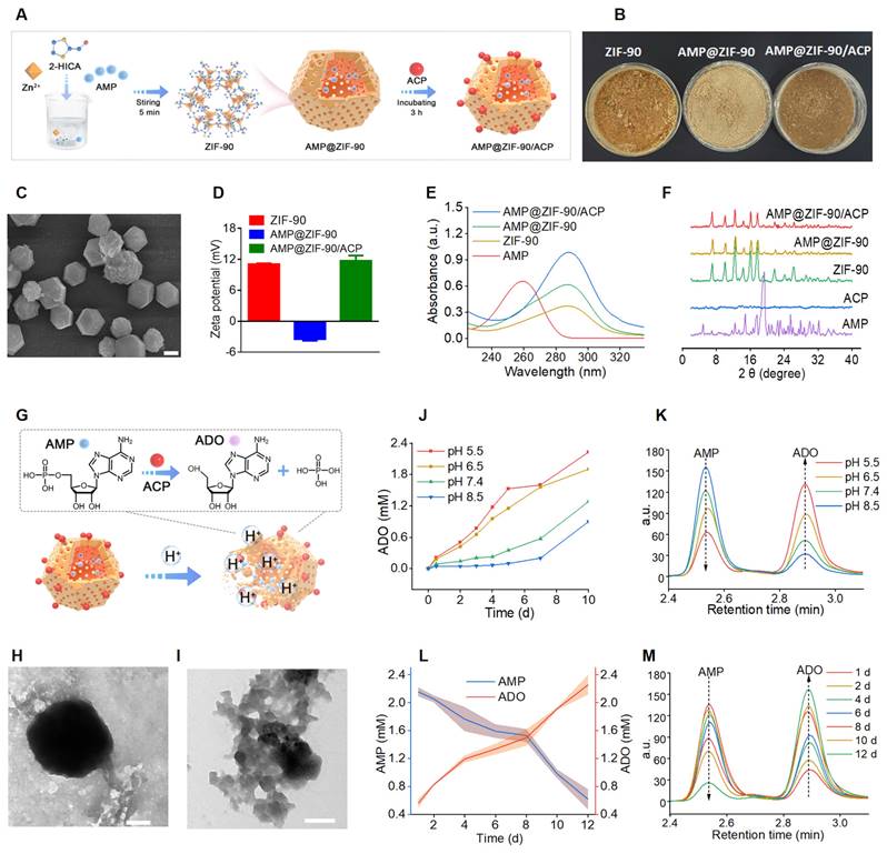 Theranostics Image