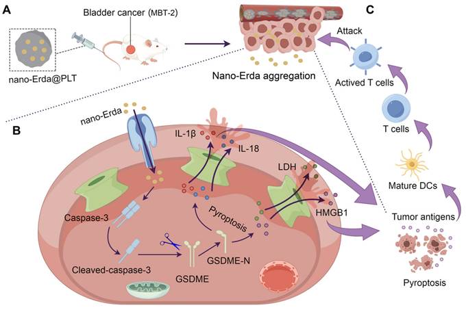 Theranostics Image