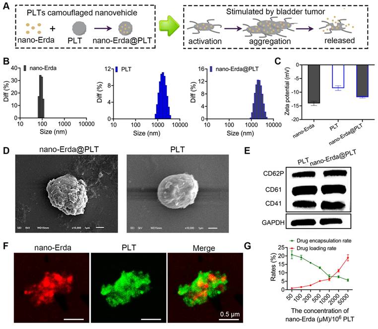 Theranostics Image