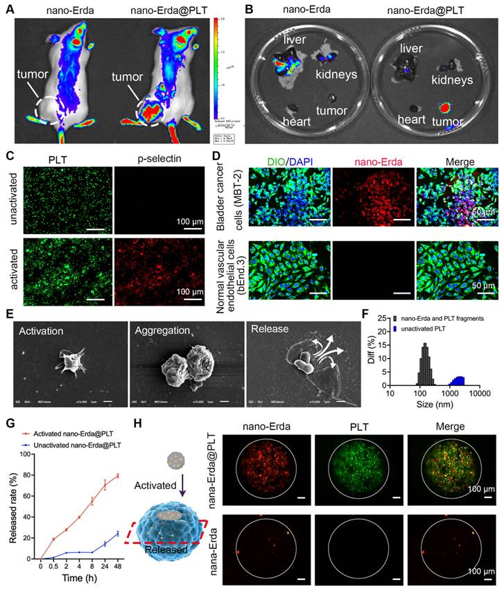 Theranostics Image