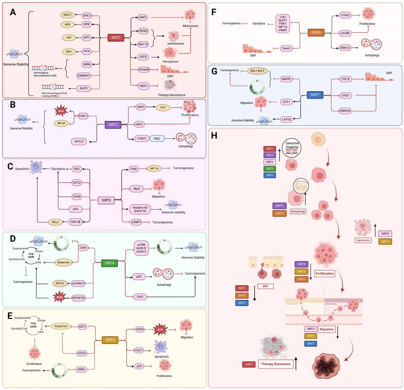 Theranostics Image