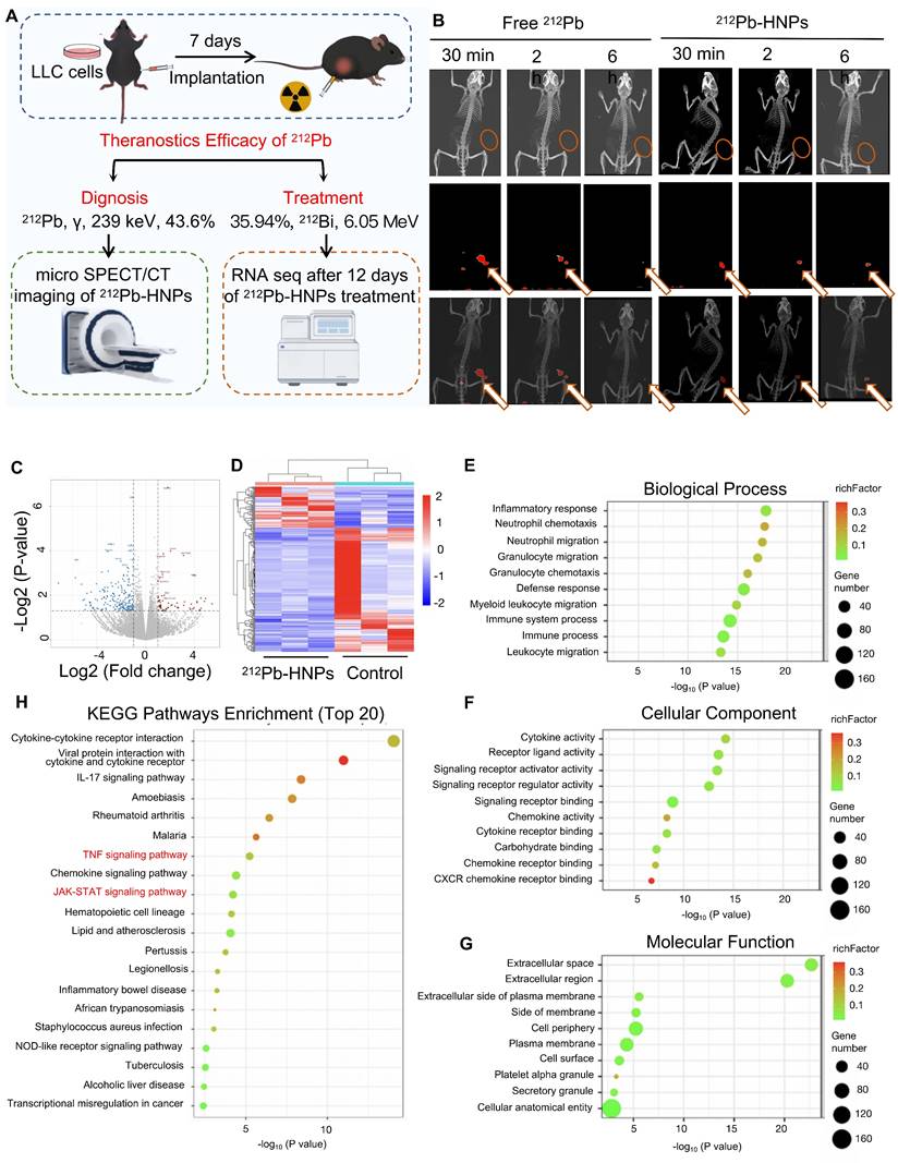 Theranostics Image