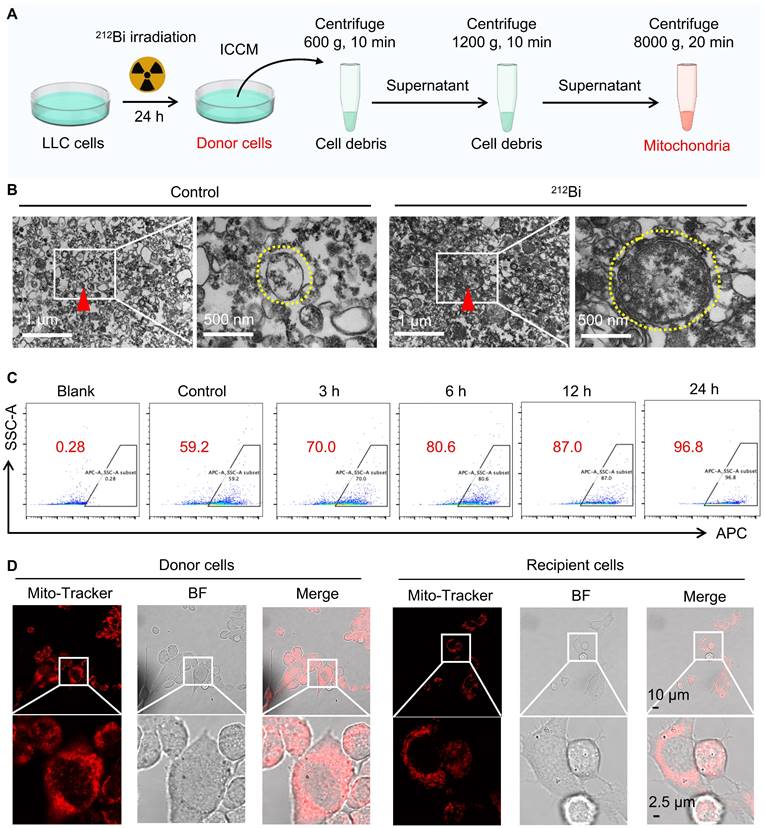 Theranostics Image