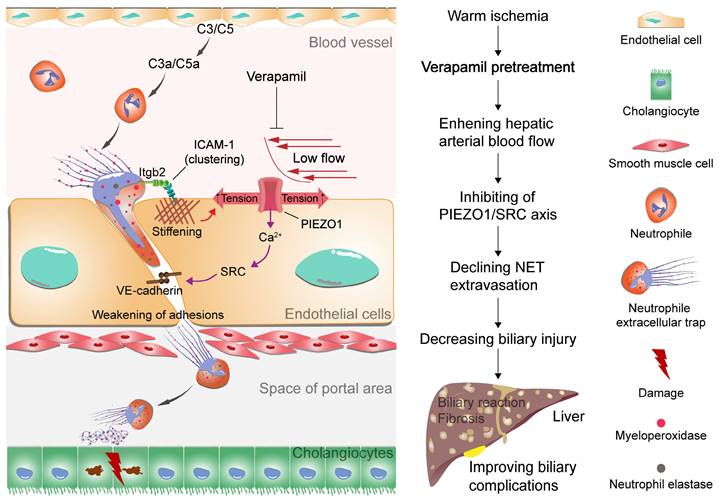 Theranostics Image