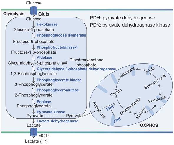 Theranostics Image