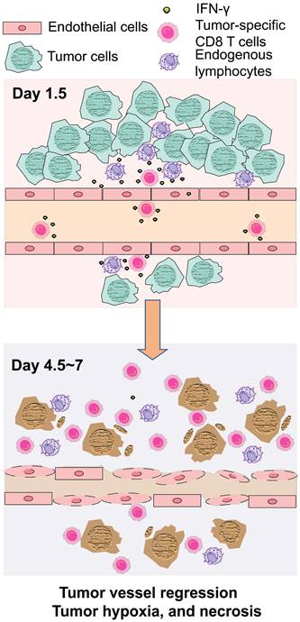 Theranostics Image