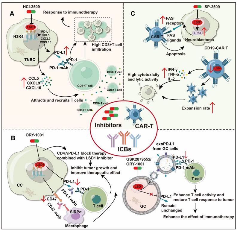 Theranostics Image