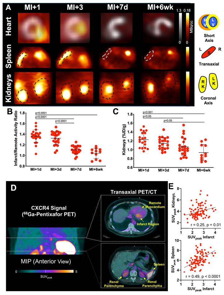 Theranostics Image