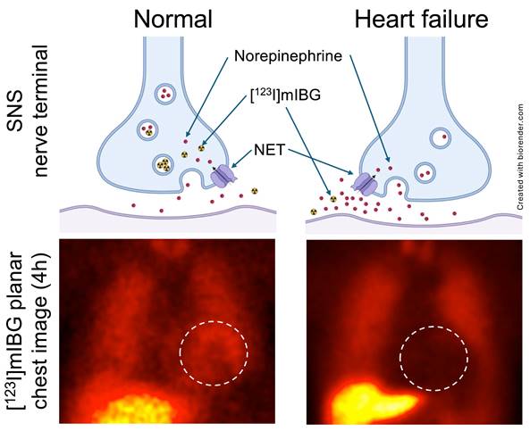 Theranostics Image