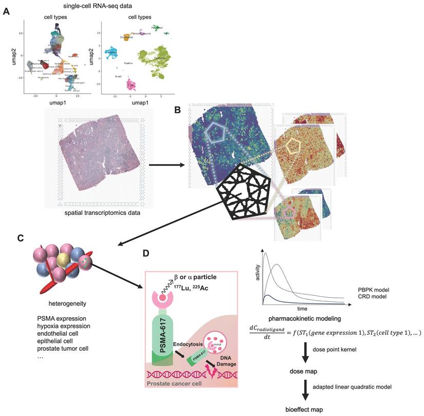 Theranostics Image