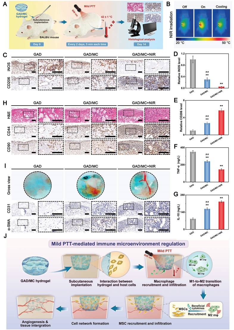 Theranostics Image