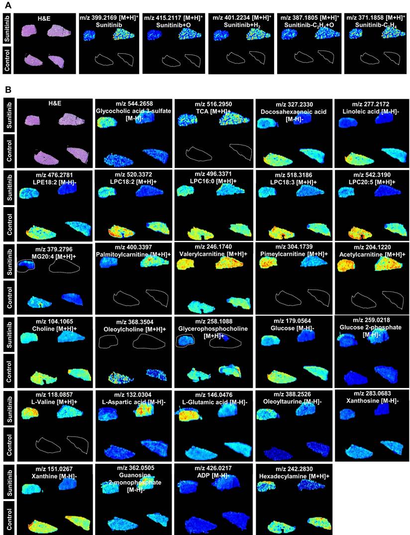 Theranostics Image