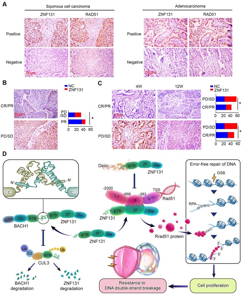 Theranostics Image