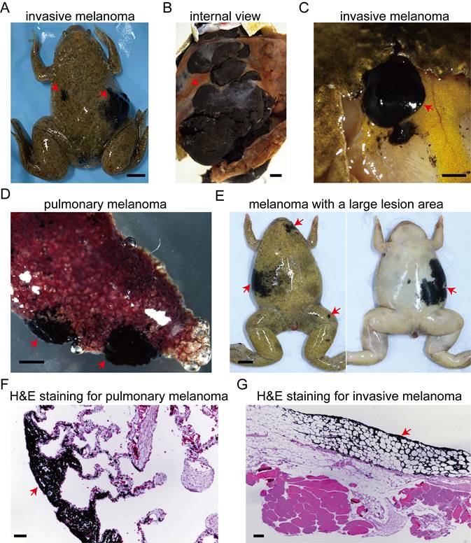 Theranostics Image