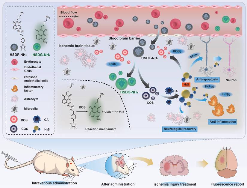 Theranostics Image