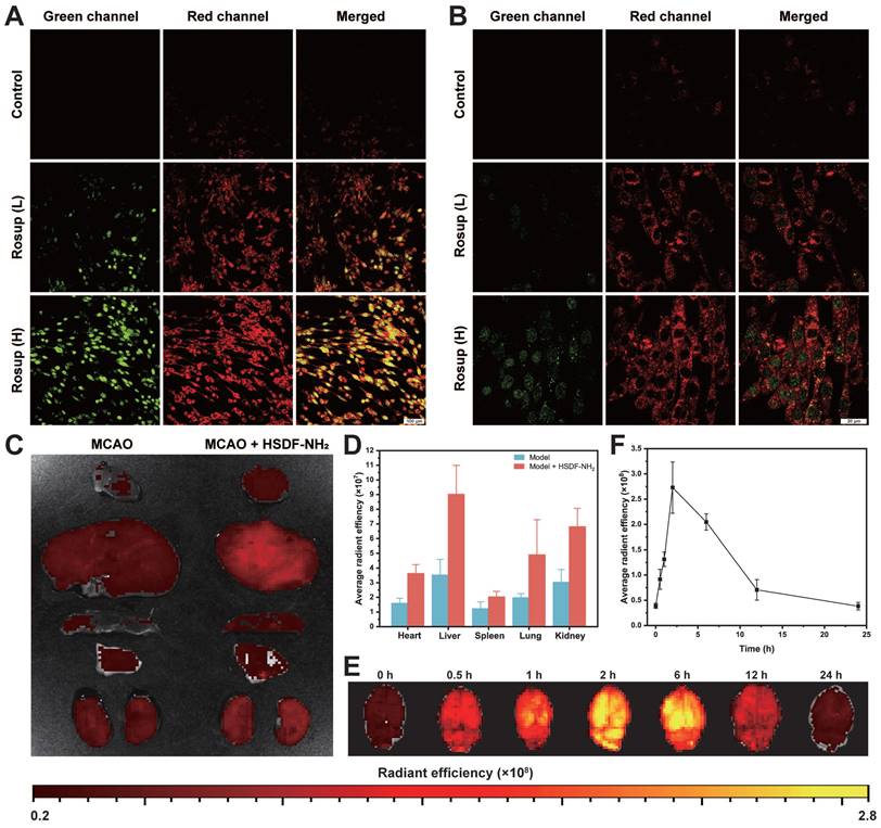 Theranostics Image