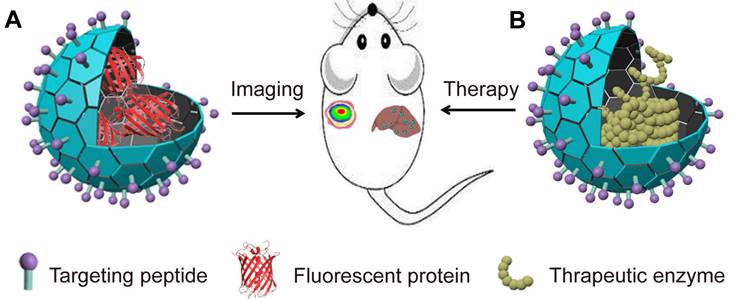 Theranostics Image