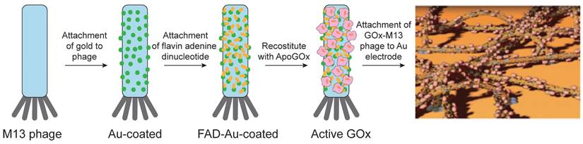 Theranostics Image