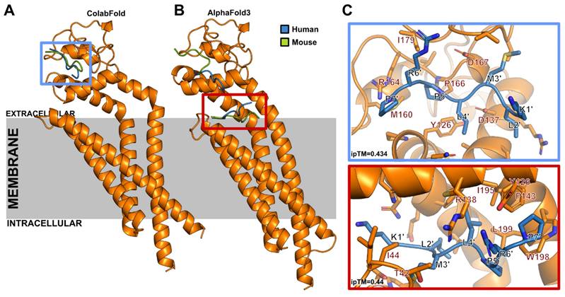 Theranostics Image