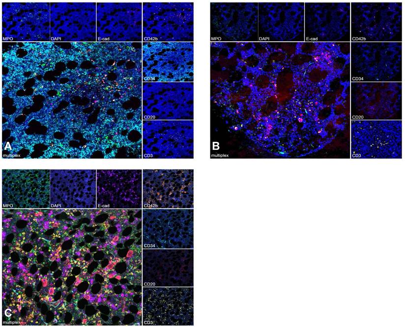 Theranostics Image