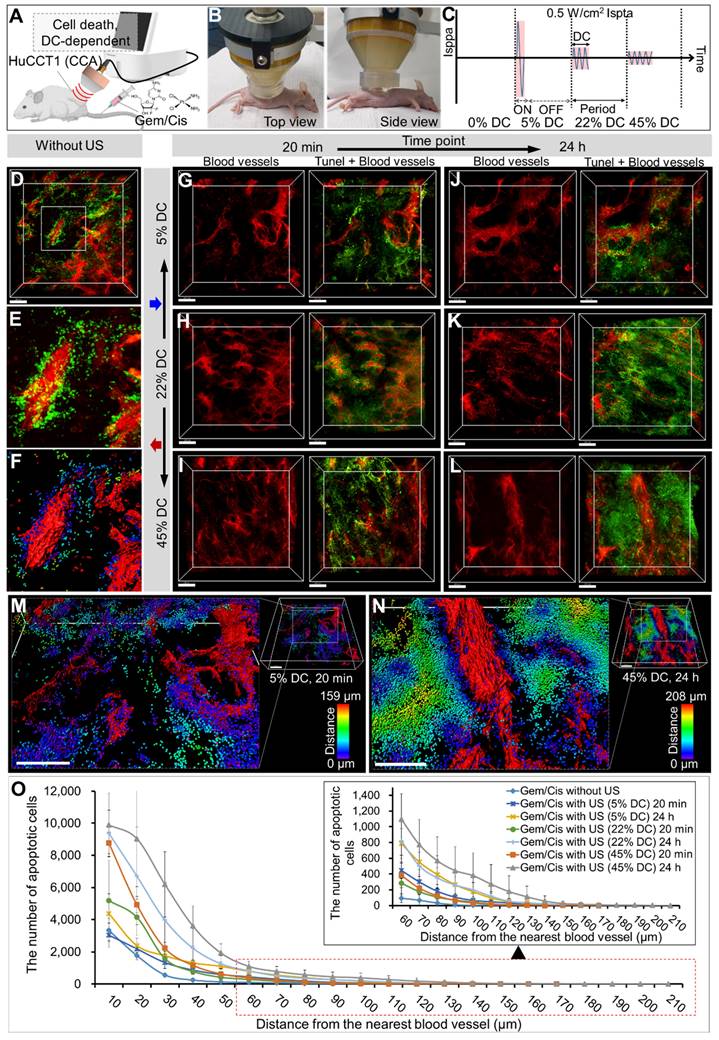 Theranostics Image