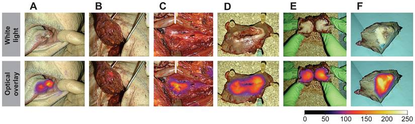 Theranostics Image