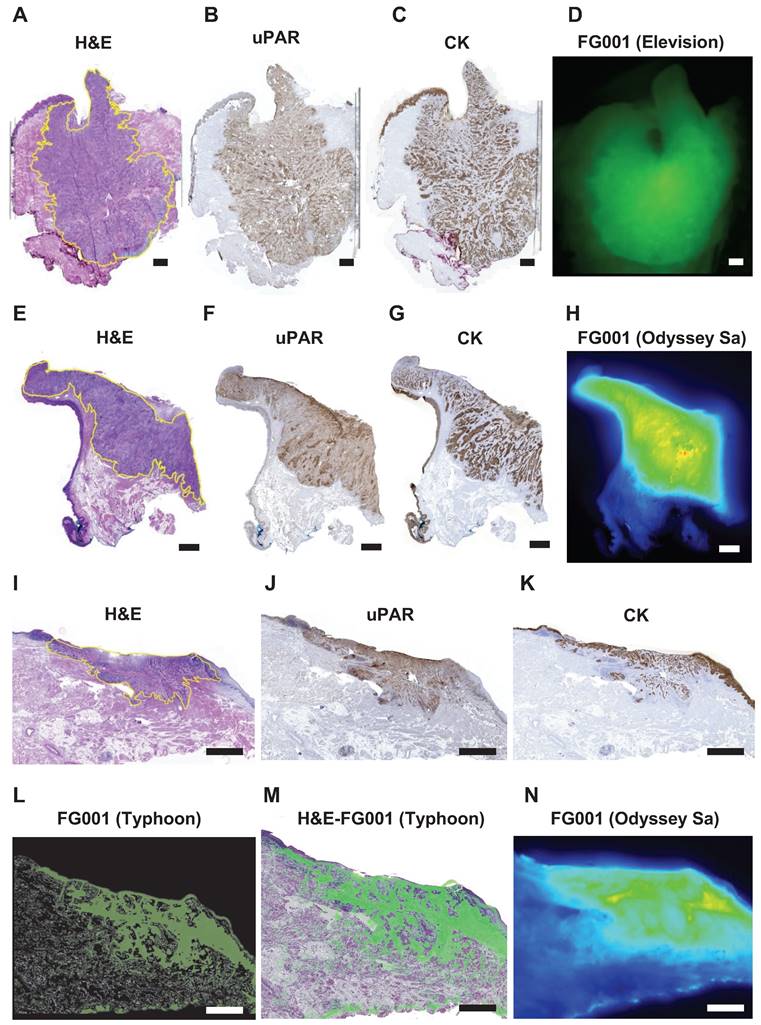 Theranostics Image