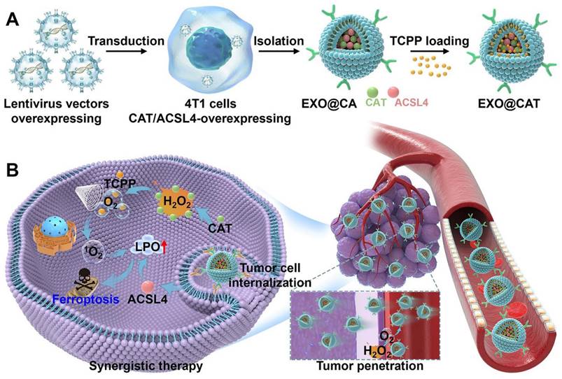 Theranostics Image