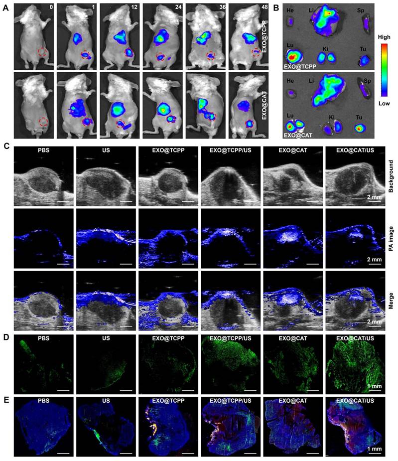 Theranostics Image