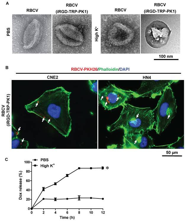 Theranostics Image